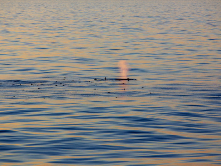 wal - dort bläst er!