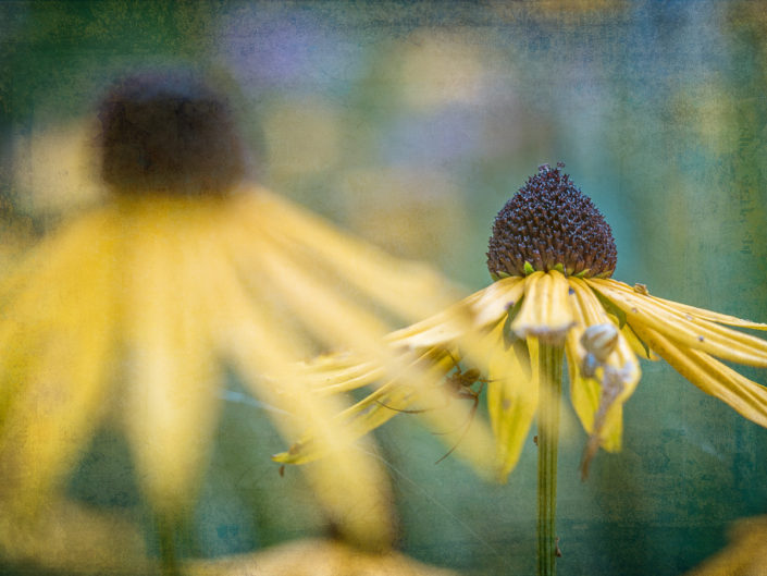 altweibersommer