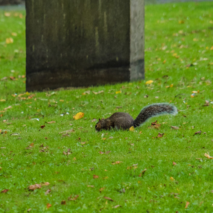 greyfriars kirkyard