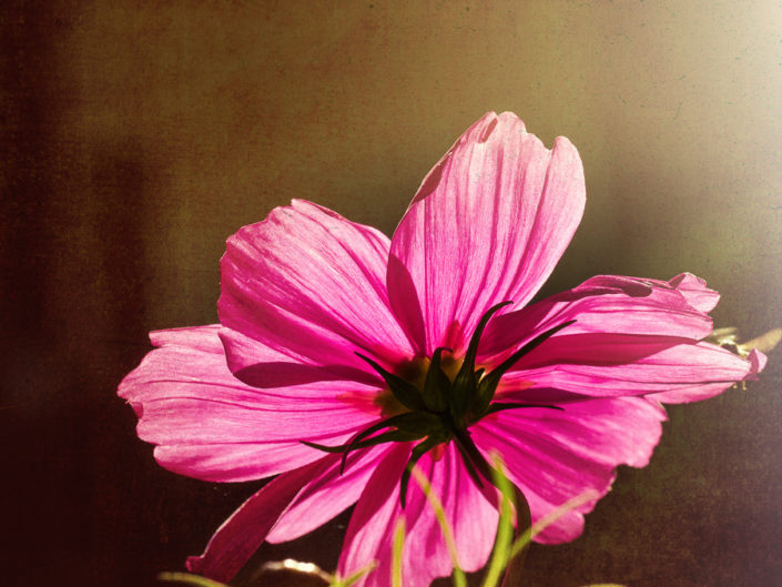 cosmea bipinnata - schmuckkoerbchen