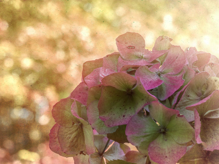 hortensie