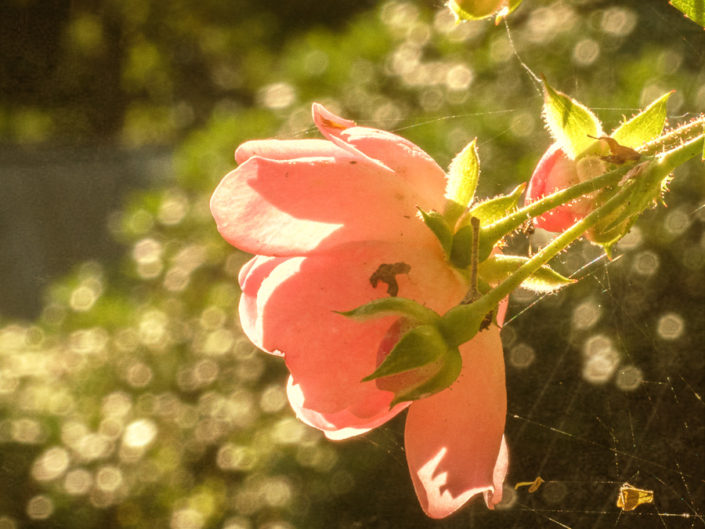 kletterrose