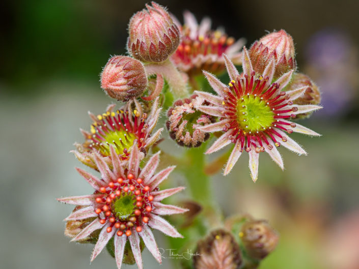 sempervivum