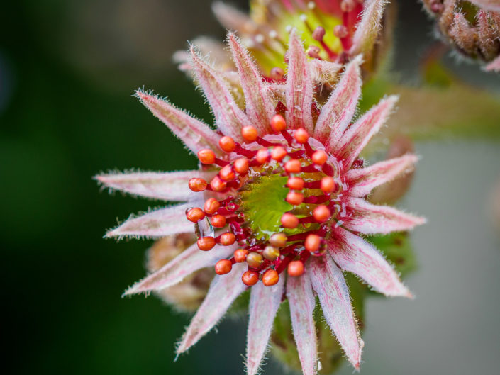 sempervivum