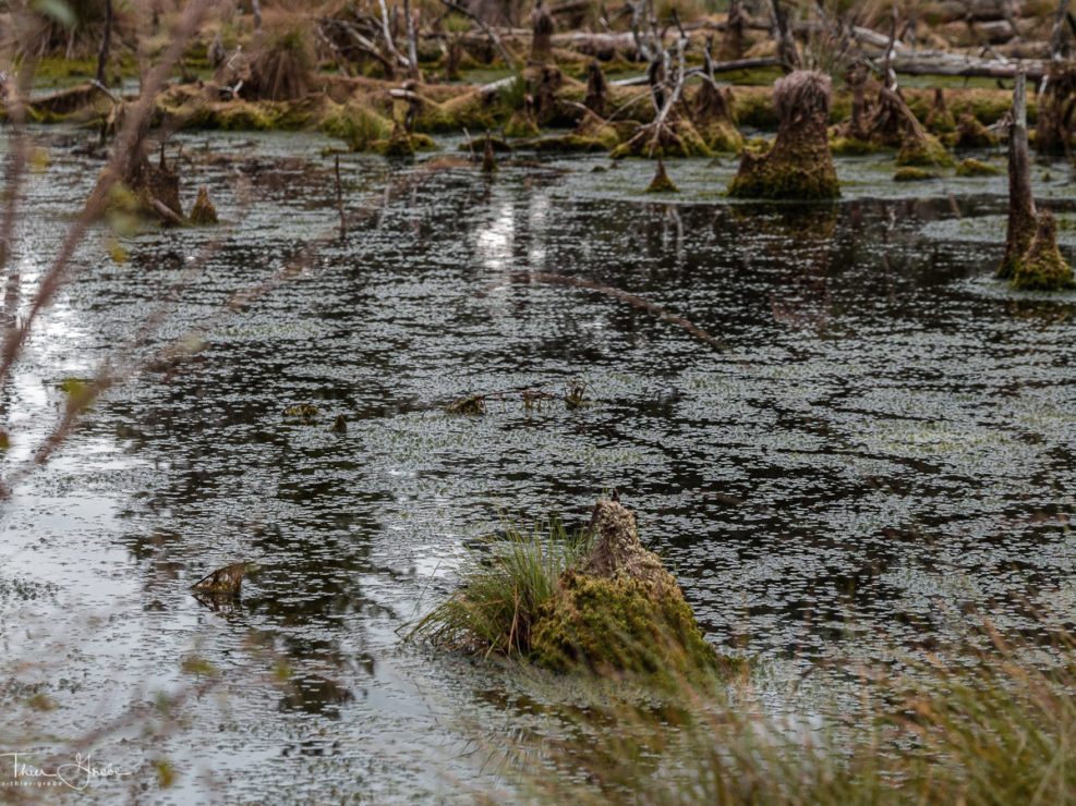 Moorimpression