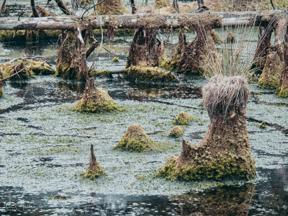 Moorimpression